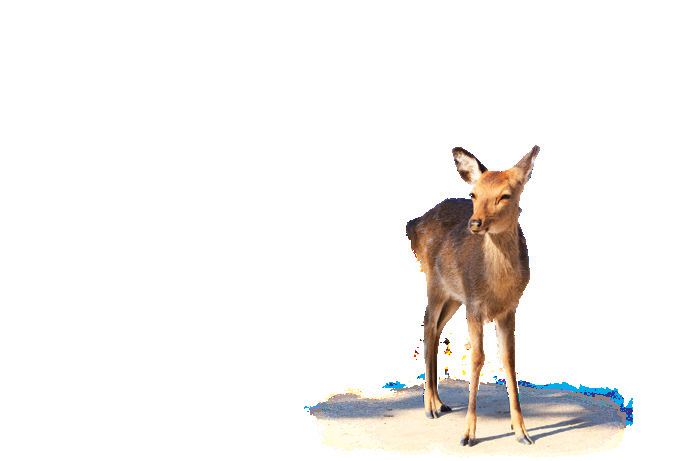 Rusa liar Miyajima berkeliaran bebas di kawasan pulau